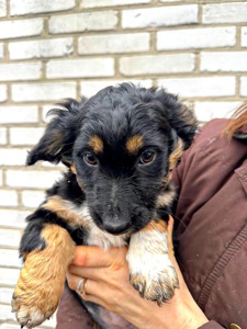 Цуценя хлопчик/дівчинка у добрі руки