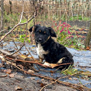 Цуценя хлопчик/дівчинка у добрі руки