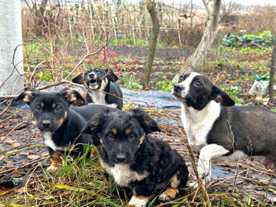 Цуценя хлопчик/дівчинка у добрі руки