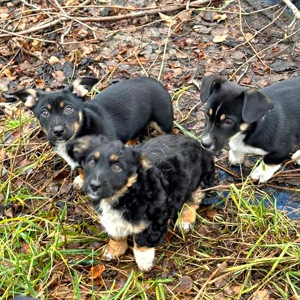 Цуценя хлопчик/дівчинка у добрі руки