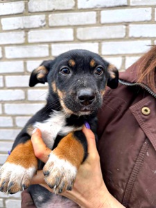 Цуценя хлопчик/дівчинка у добрі руки