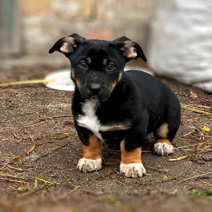 Цуценя хлопчик/дівчинка у добрі руки