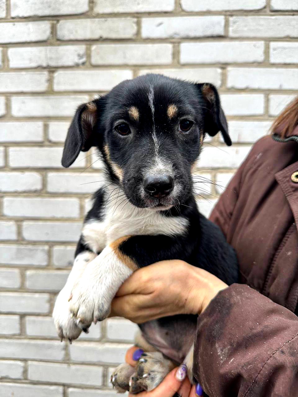 Цуценя хлопчик/дівчинка у добрі руки