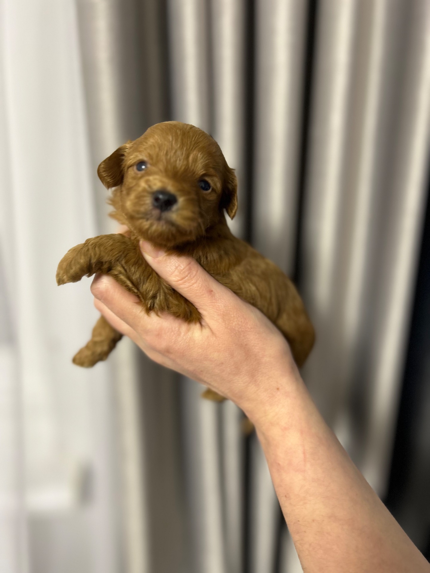 Чарівна дівчинка йоркіпу