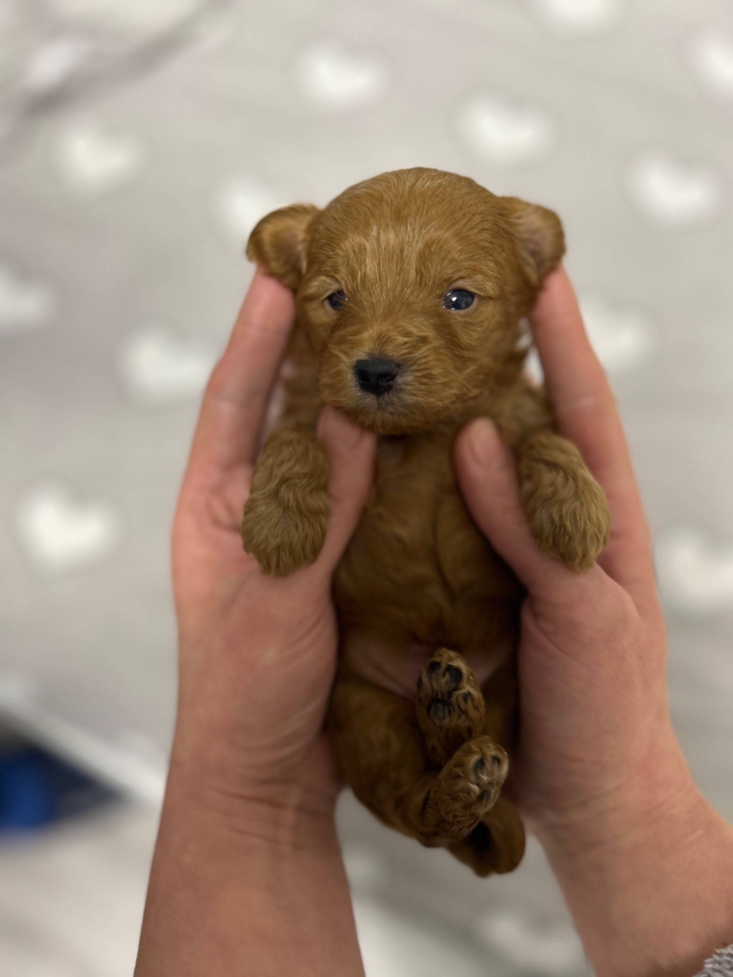 Чарівна дівчинка йоркіпу