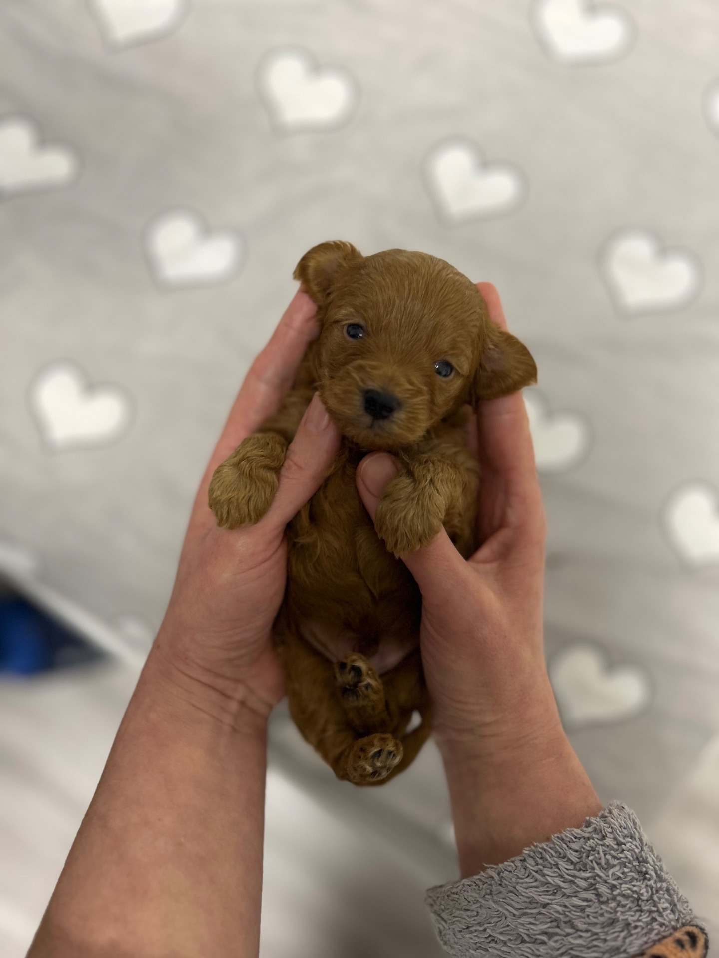 Чарівна дівчинка йоркіпу