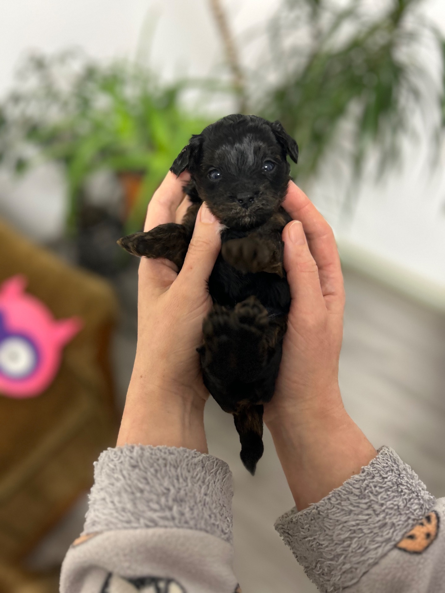 Хлопчик йоркіпу