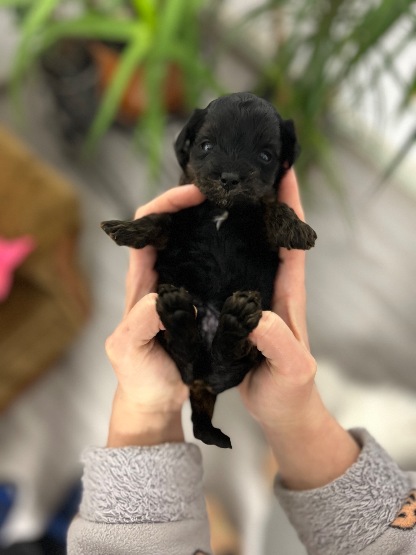 Хлопчик йоркіпу