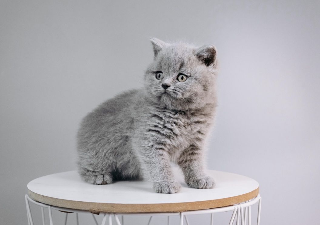 Шотландський хлопчик