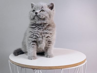 Шотландський хлопчик