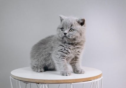 Шотландський хлопчик