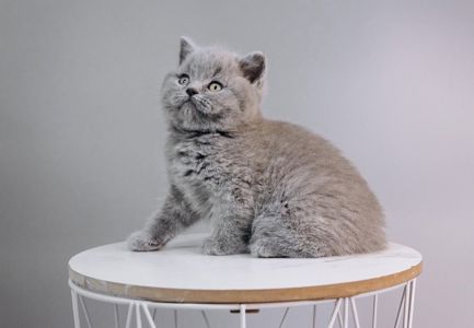 Шотландський хлопчик