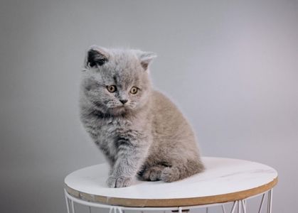 Шотландський хлопчик