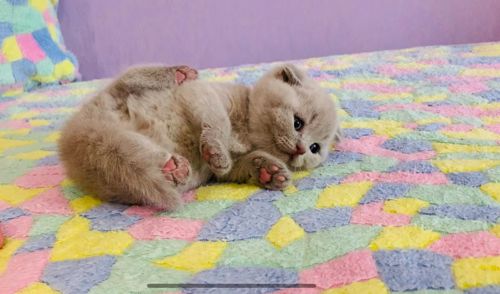 Шотландська висловуха дівчинка