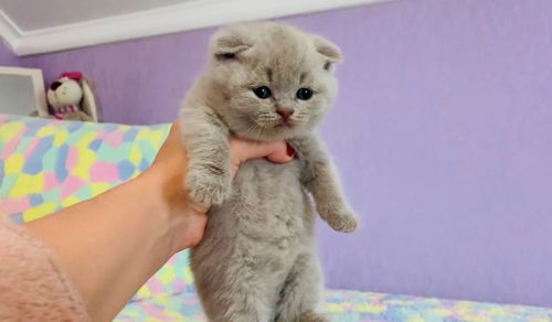 Шотландська висловуха дівчинка