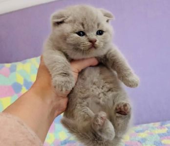 Шотландська висловуха дівчинка