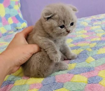 Шотландська висловуха дівчинка