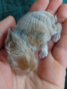 Кролик декоративний