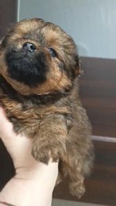 Цуценята мальтіпу Ф1