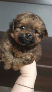 Цуценята мальтіпу Ф1