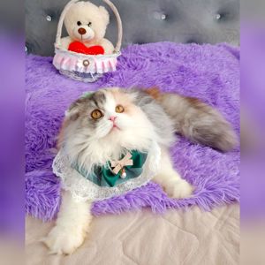 Неймовірна красуня