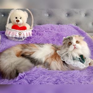 Неймовірна красуня