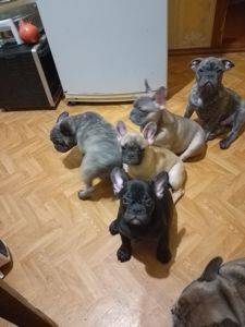 Цуценята французького бульдога