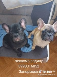 Цуценята французького бульдога