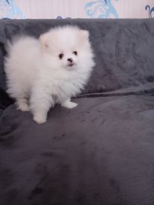 Щенки померанського шпіца