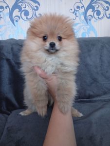 Щенки померанського шпіца