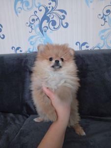 Щенки померанського шпіца