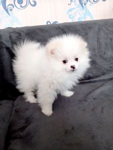 Щенки померанського шпіца