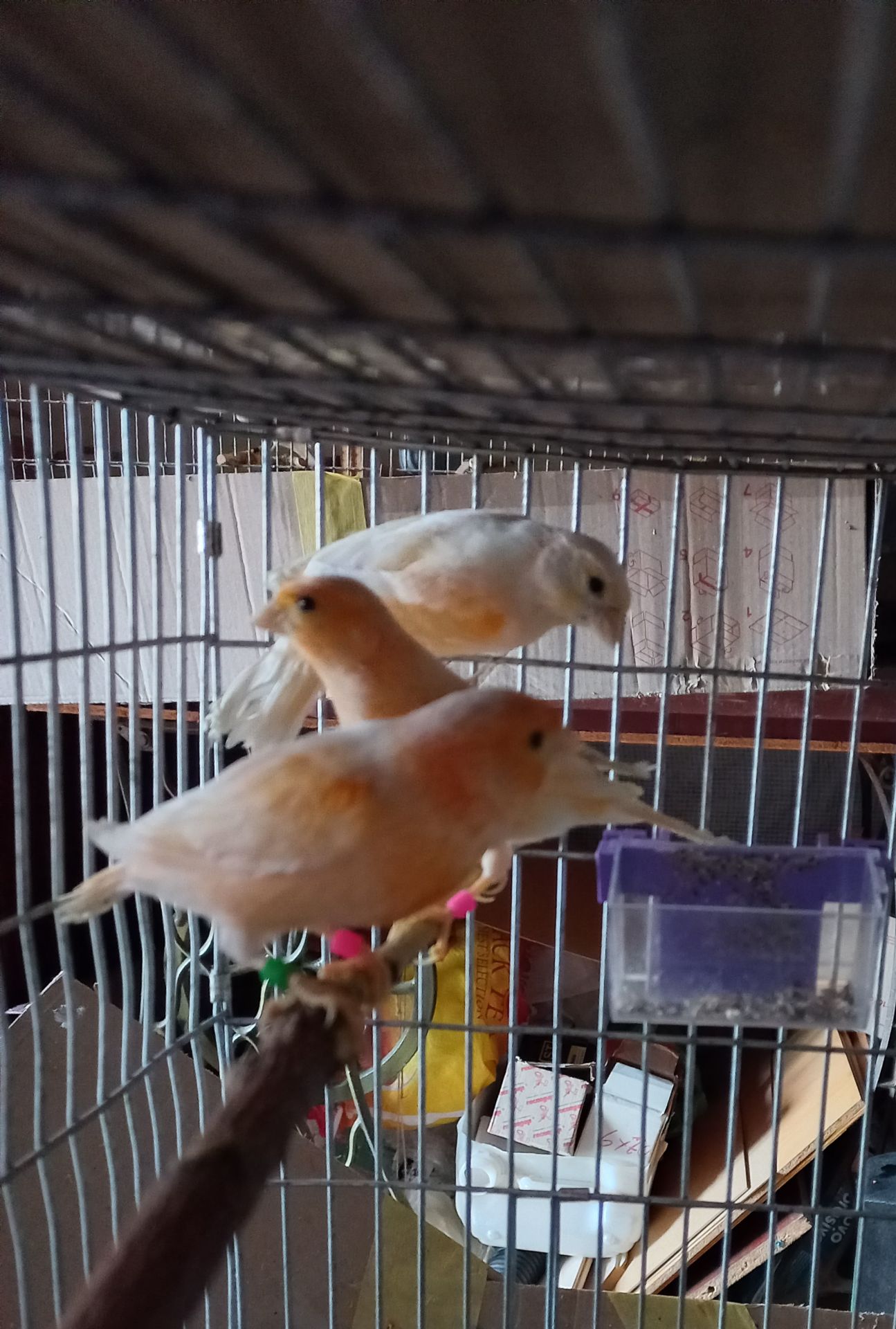 Співочі, яскраві та здорові пташки