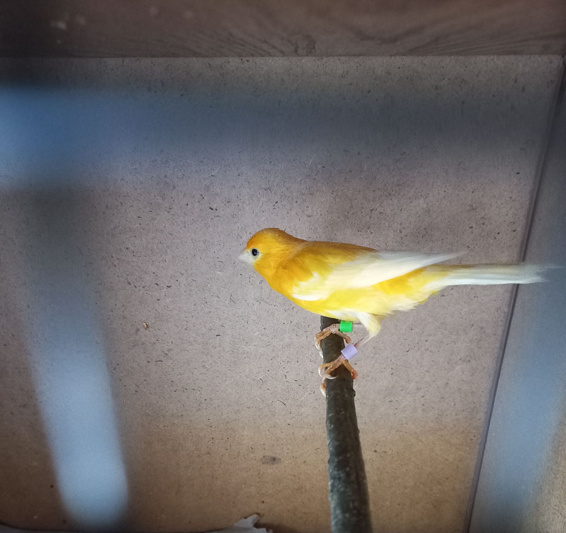 Співочі, яскраві та здорові пташки