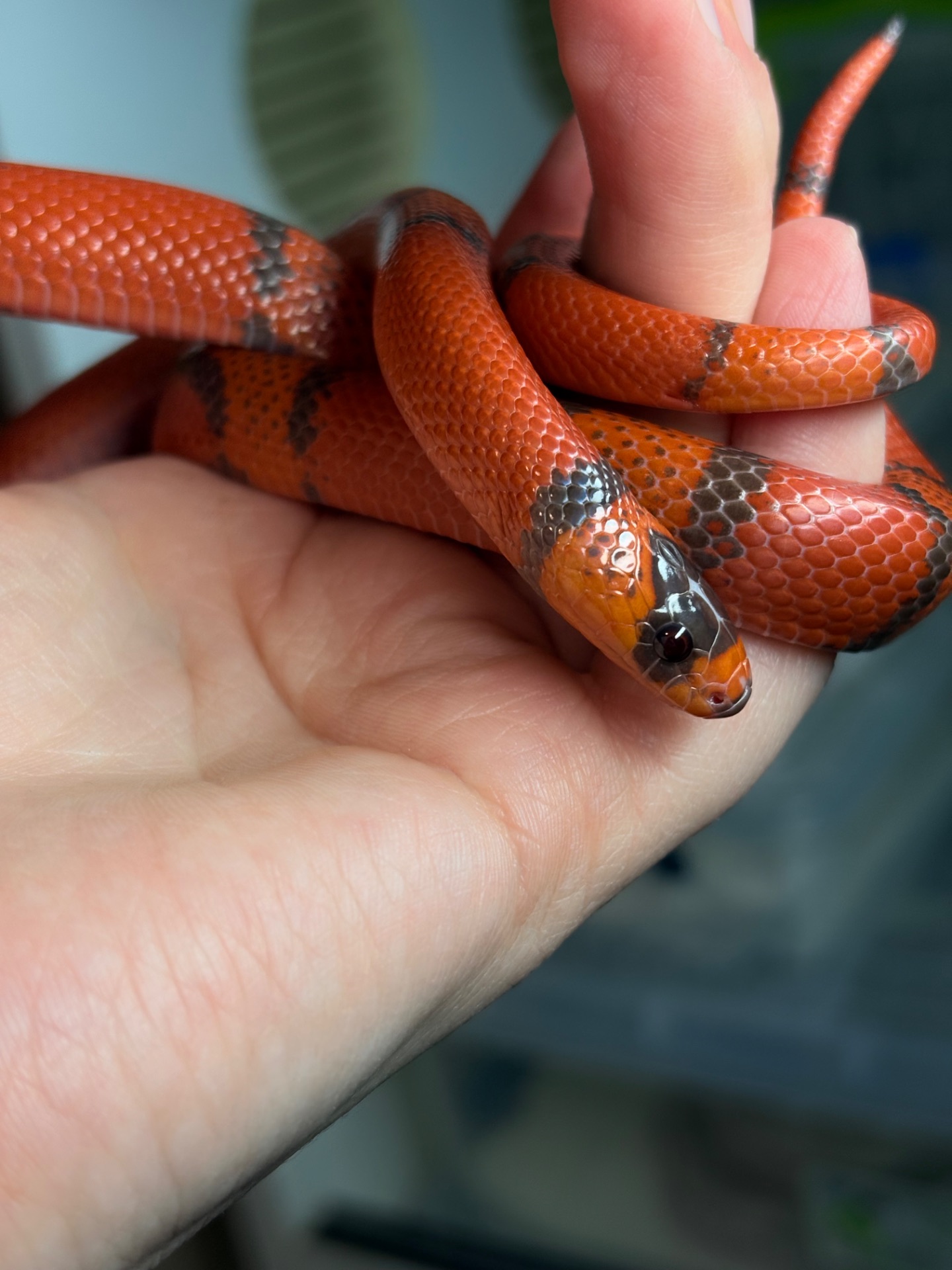 Гондураська молочна змія