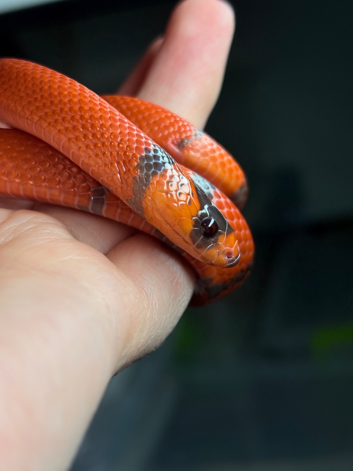 Гондураська молочна змія