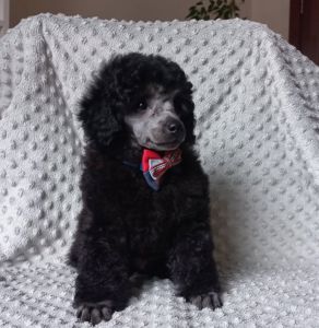 Хлопчик пудель чистопородний