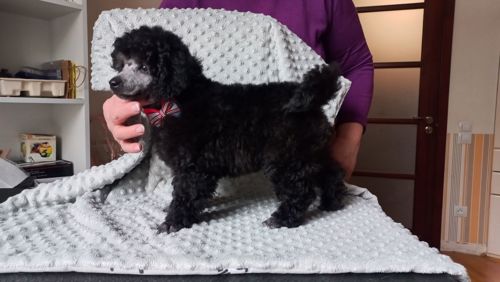 Хлопчик пудель чистопородний