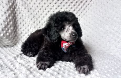 Хлопчик пудель чистопородний