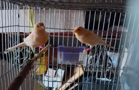 Співочі, яскраві та здорові пташки