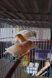 Співочі, яскраві та здорові пташки