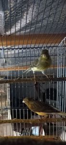 Співочі, яскраві та здорові пташки