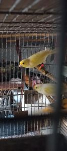 Співочі, яскраві та здорові пташки