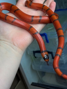 Гондураська молочна змія