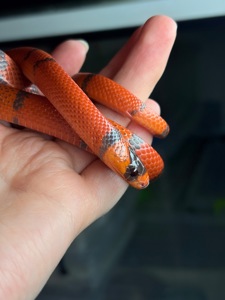 Гондураська молочна змія