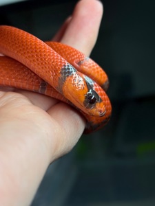 Гондураська молочна змія