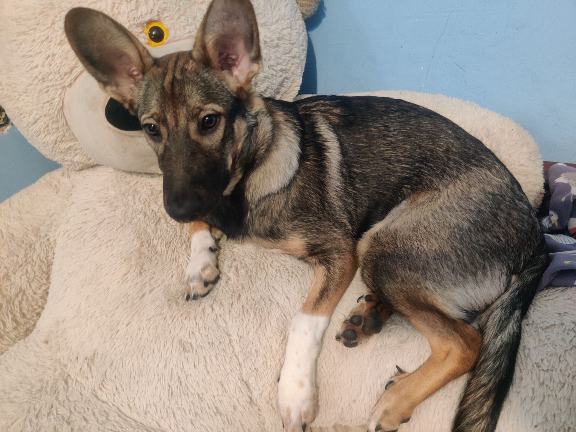 Леся девочка 9 месяцев срочно ищу любящую семью