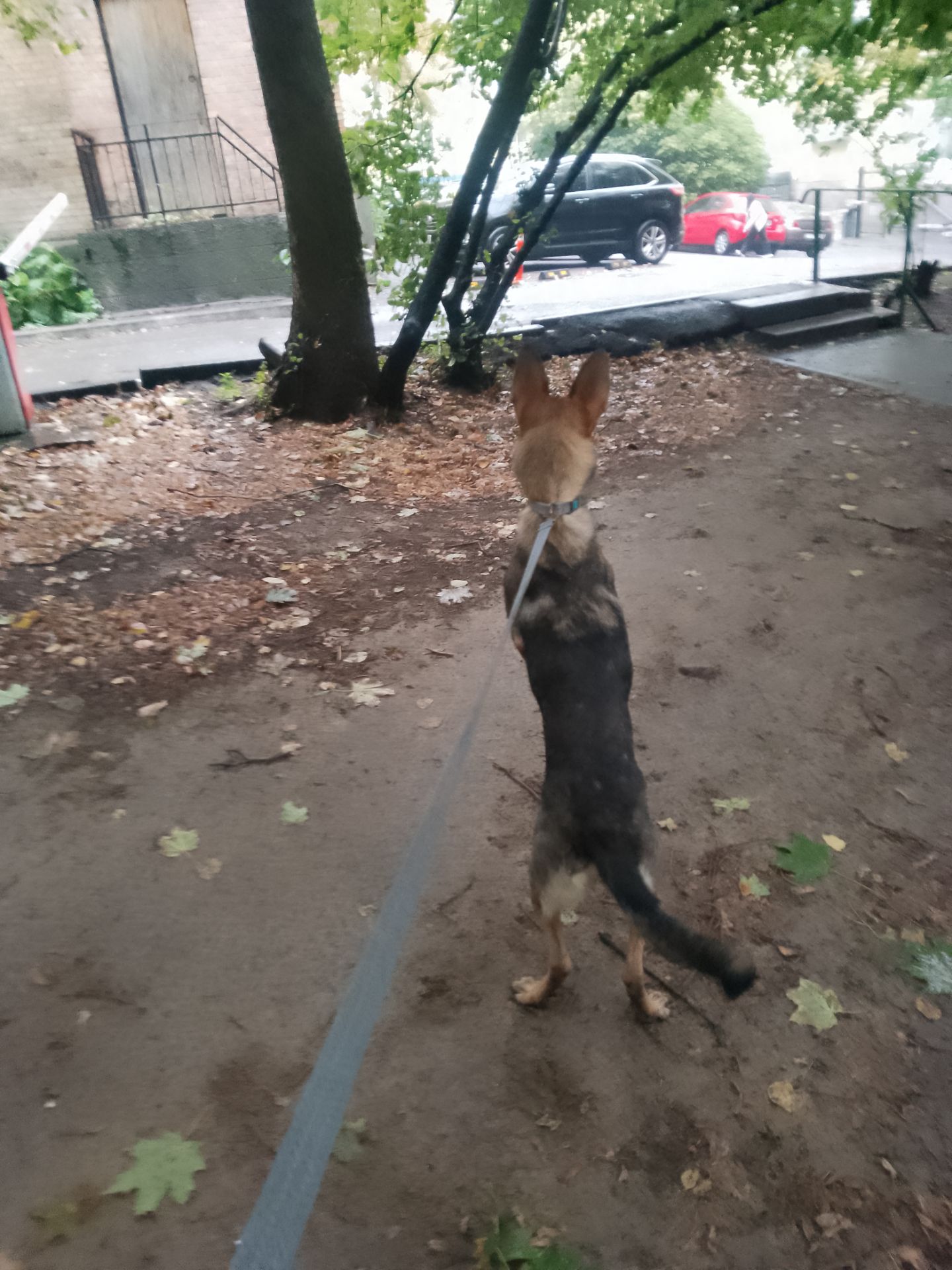 Леся девочка 9 месяцев срочно ищу любящую семью