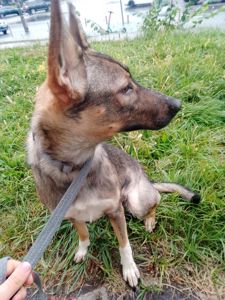 Леся девочка 9 месяцев срочно ищу любящую семью