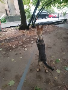 Леся девочка 9 месяцев срочно ищу любящую семью